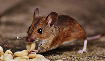 24 Hour & Emergency Exterminators in Holden Beach, NC